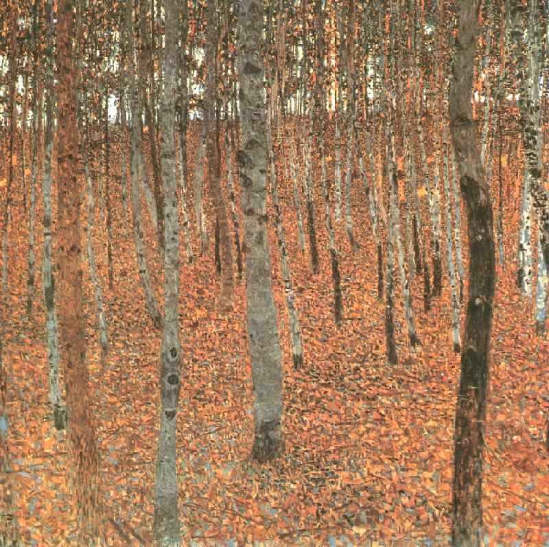 1902_beech forest.jpg